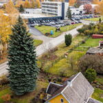 miestą papuoš 65 metų žaliaskarė